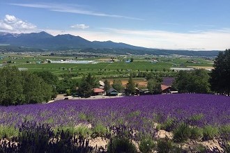 Photo of lavender fields near Asahikawa, Hokkaido