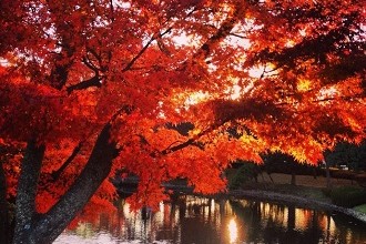 A Tree Beside a River in Mito in Fall