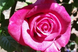 Rose from a garden in Kita Narashino