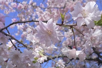 Cherry Blossoms Blooming in Kozoji