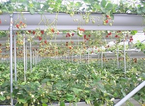 Photo of Strawberries at a farm near Oyama