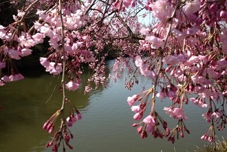 Cherry blossom tree over a river in Shiki