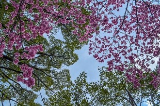 Photo of cherry blossom trees in Kokubunji